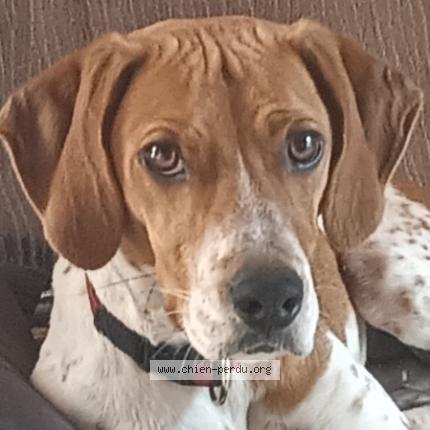 Foto 1/1 Perro encontrado Perdido en Rocbaron