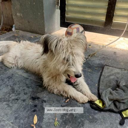 Foto 1/1 milo Chien perdido en Lahore