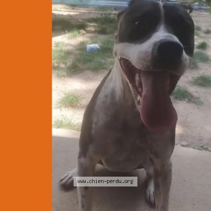 Foto 1/1 Maïcko Perro perdido en Le rove