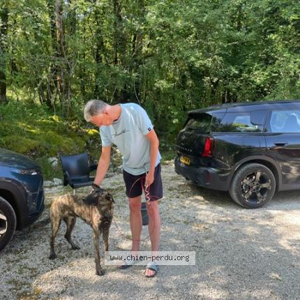Foto 1/1 Perro encontrado Encontrado en Souillac