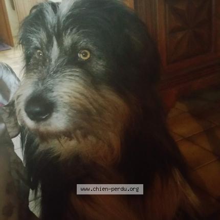 Foto 1/3 DIUK Chien perdido en Bellocq