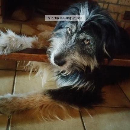 Foto 2/3 DIUK Chien perdido en Bellocq