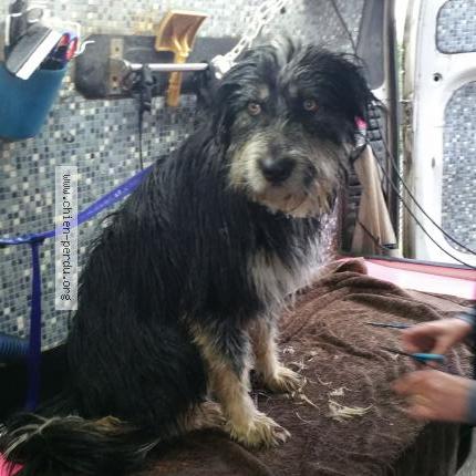 Foto 3/3 DIUK Chien perdido en Bellocq