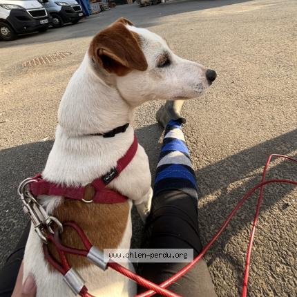 Foto 1/1 Nitro Perro perdido en La tour de salvagny