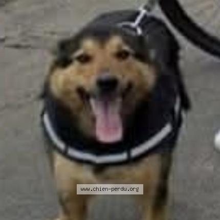 Foto 1/1 Nitro Chien perdido en Thereval