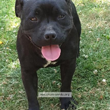 Foto 1/1 Malou Perro perdido en Villedieu les bailleuls