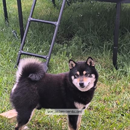 Foto 1/1 TOUFIK Chien perdido en Beille