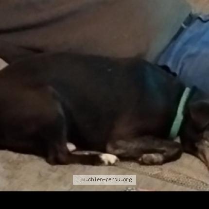 Foto 1/1 simba Perro perdido en Orcet