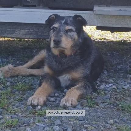 Foto 1/1 Gamin Chien perdido en Lauzerte