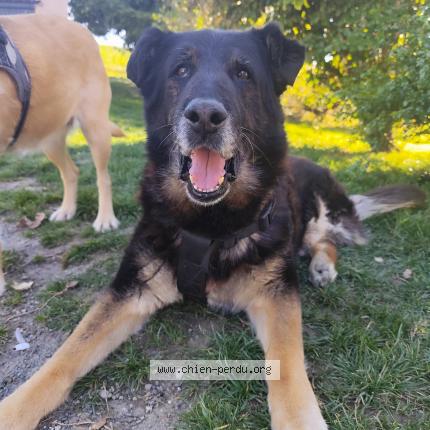 Foto 1/1 Hulk Perro perdido en Aubiet