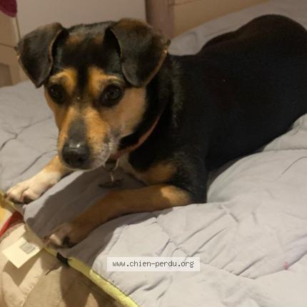 Foto 1/1 Lola Chien perdido en Saacy sur marne