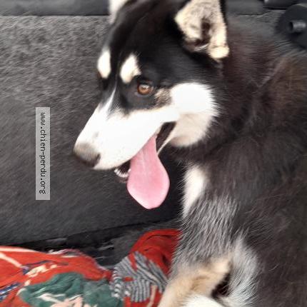 Foto de perro encontrado en Cande