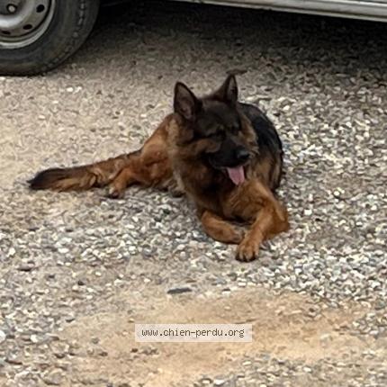 Foto 1/1 Ruby Perro perdido en Condrieu