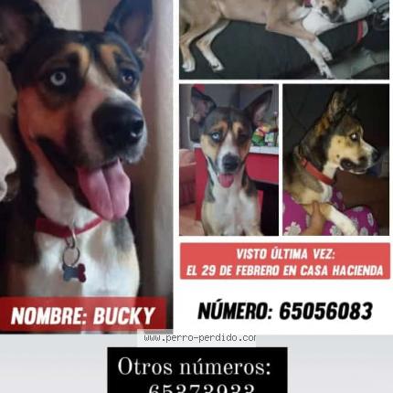 Foto de perro perdido en David