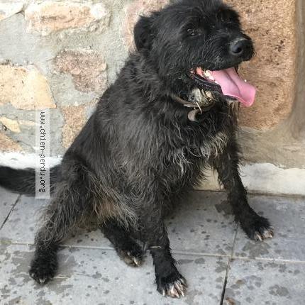 Foto 1/1 Police Chien perdido en Sevelinges