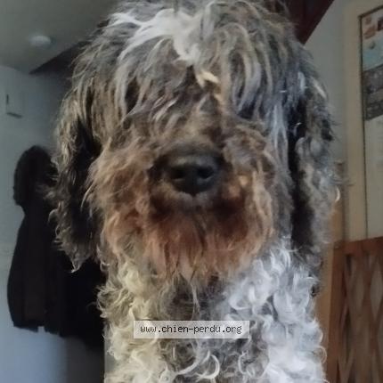 Foto 1/2 Fiona Perro perdido en Saint hilaire sur erre