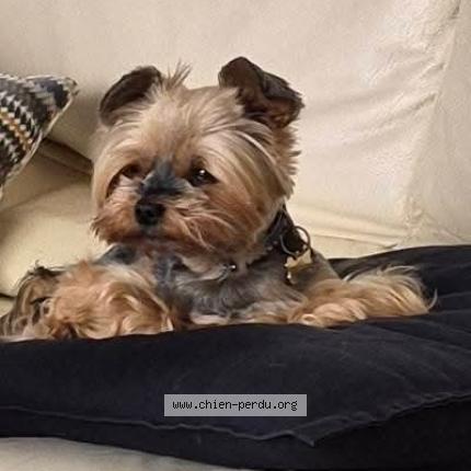 Foto 1/1 Mila VOLEE Perro perdido en Muret