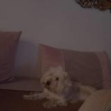 Foto de perro perdido en Alger