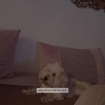 Foto 1/1 Dana Chien perdido en Alger