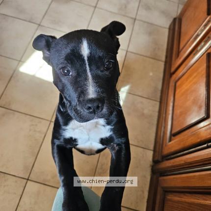 Foto 1/1 Bud Chien perdido en Lesquerde