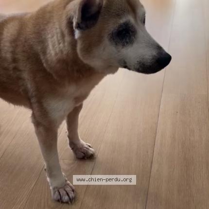 Foto 1/1 Roxy Chien perdido en Evry