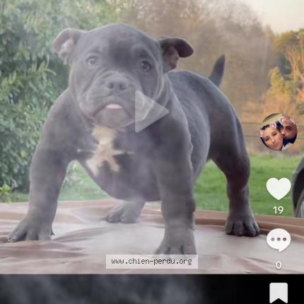 Foto 1/1 Gadja Perro perdido en Les salles du gardon