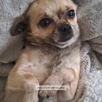 Foto 1/1 Wookiee Perro perdido en Lmio