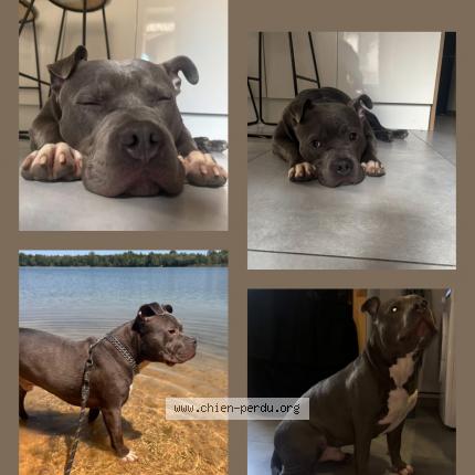 Foto 1/1 Snoop Perro perdido en Pommiers aanse