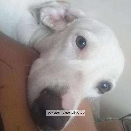 Foto 1/1 loky Perro perdido en Panama