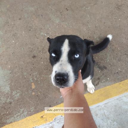 Foto 1/1 Perro encontrado Encontrado en Panama