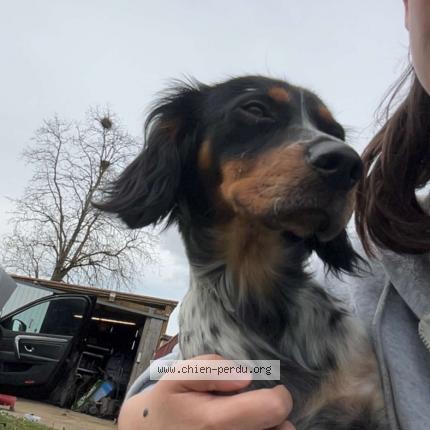 Foto 1/1 Vanna Perro perdido en Seyches