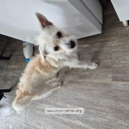 Foto 1/1 Billy Perro perdido en La chapelle sur erdre