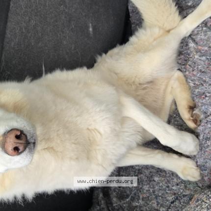 Foto 1/1 Jeiko Chien perdido en Campbon