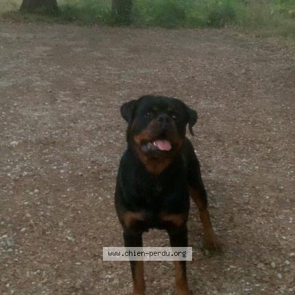 Foto 1/1 Sprite Perro perdido en Saint gervasy