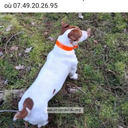 Foto 1/1 Max Chien perdido en Vineuil