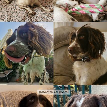 Foto 1/1 Piuma Chien perdido en Borgo