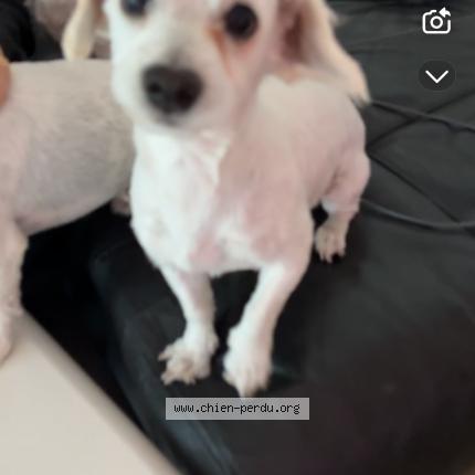 Foto 1/1 Bello Chien perdido en Lille
