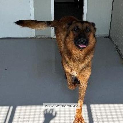 Foto 1/1 Perro encontrado Encontrado en Roubaix