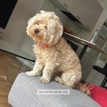 Foto 1/1 Tommy Chien perdido en Cormontreuil