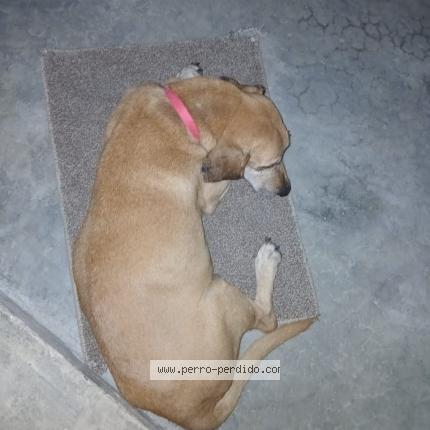 Foto 1/1 Canpitan Perro perdido en Panama