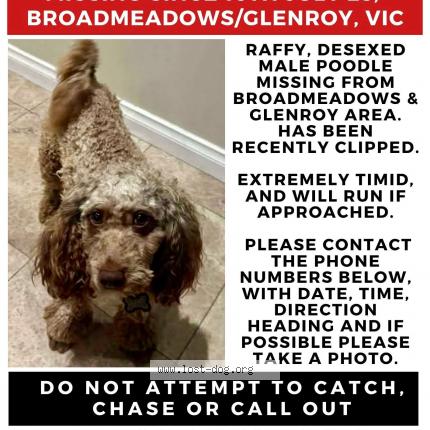 Foto 1/1 Raffy Perro perdido en Broadmeadows
