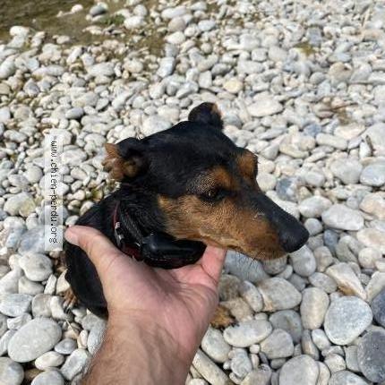 Foto 1/1 Perro encontrado Encontrado en Greoux les bains
