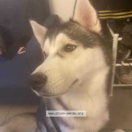 Foto 1/1 Ulky Perro perdido en Bagneres de luchon