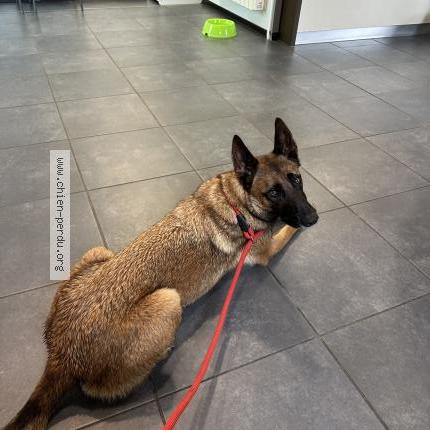 Foto 1/1 Ralph Chien perdido en Colleville