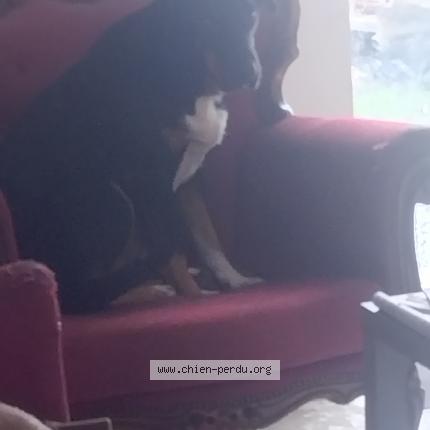 Foto 1/1 Loca Chien perdido en Liez
