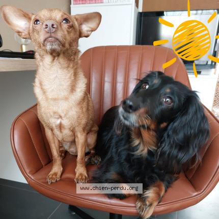 Foto 1/1 Georges Perro perdido en Villandraut