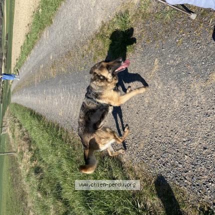 Foto 1/1 Myrtille Perro perdido en Ancerviller