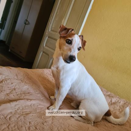 Foto 1/2 Bandit Perro perdido en St gaudens