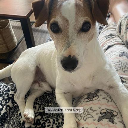 Foto 2/2 Bandit Perro perdido en St gaudens