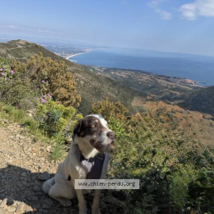 Foto 1/1 Cookie Chien perdido en Perpignan